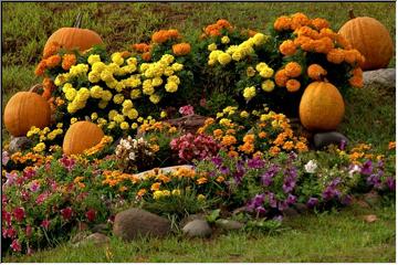 Bountiful blooms
