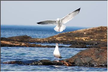 Hovering