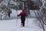 Winter walk